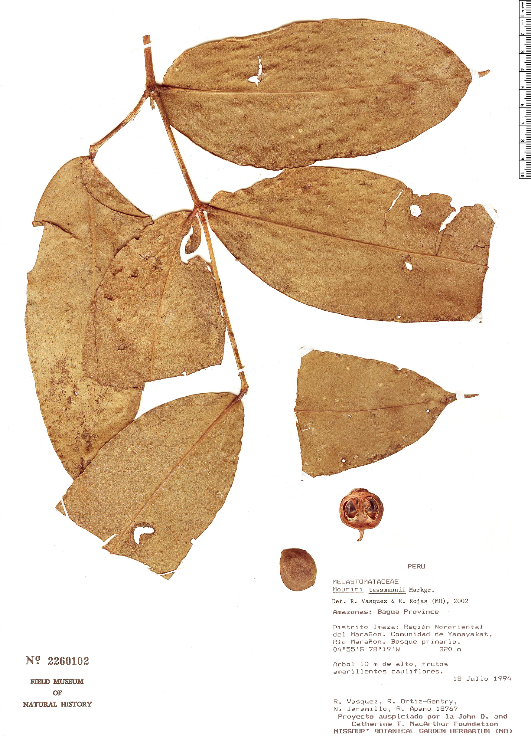 Mouriri tessmannii — photo