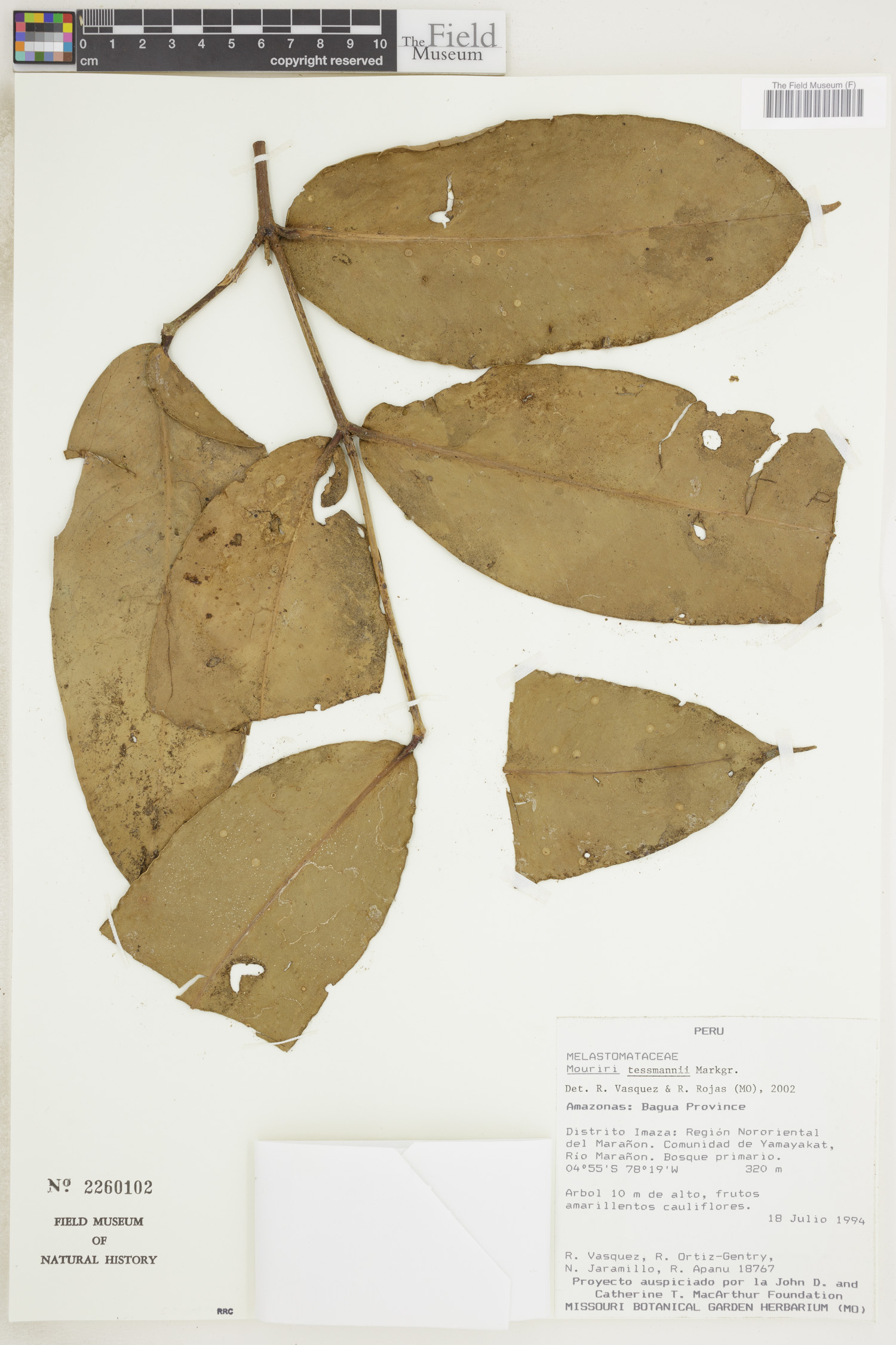 Mouriri tessmannii — photo