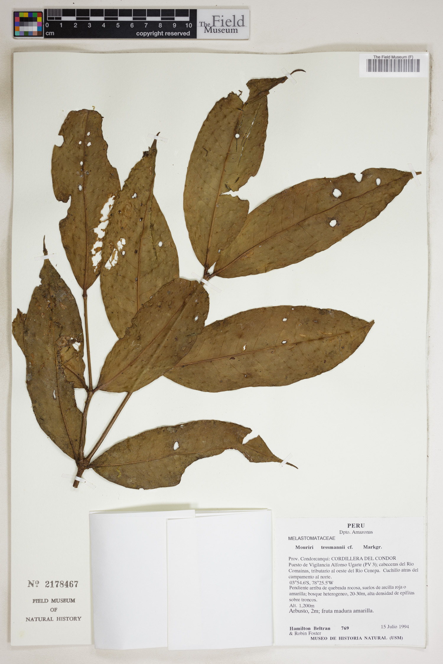 Mouriri tessmannii