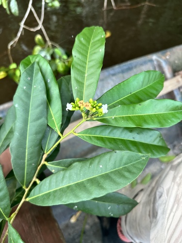 Moutabea aculeata (Prickly moutabea) — photo