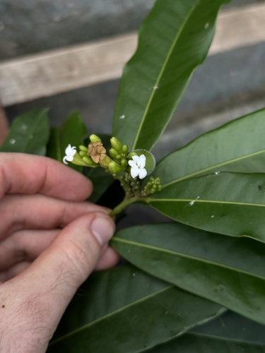 Moutabea aculeata