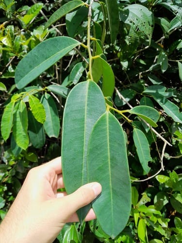 Moutabea guianensis (Guianas moutabea) — photo