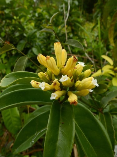 Moutabea guianensis