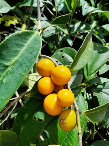 Moutabea guianensis (Guianas moutabea) — photo