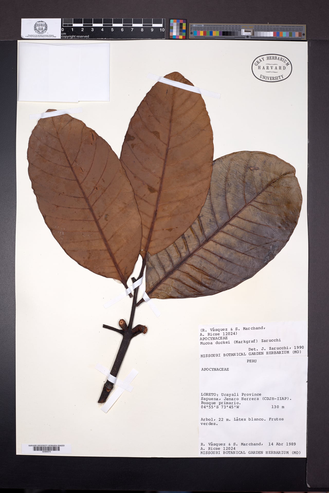 Mucoa duckei (Ducke mucoa) — photo