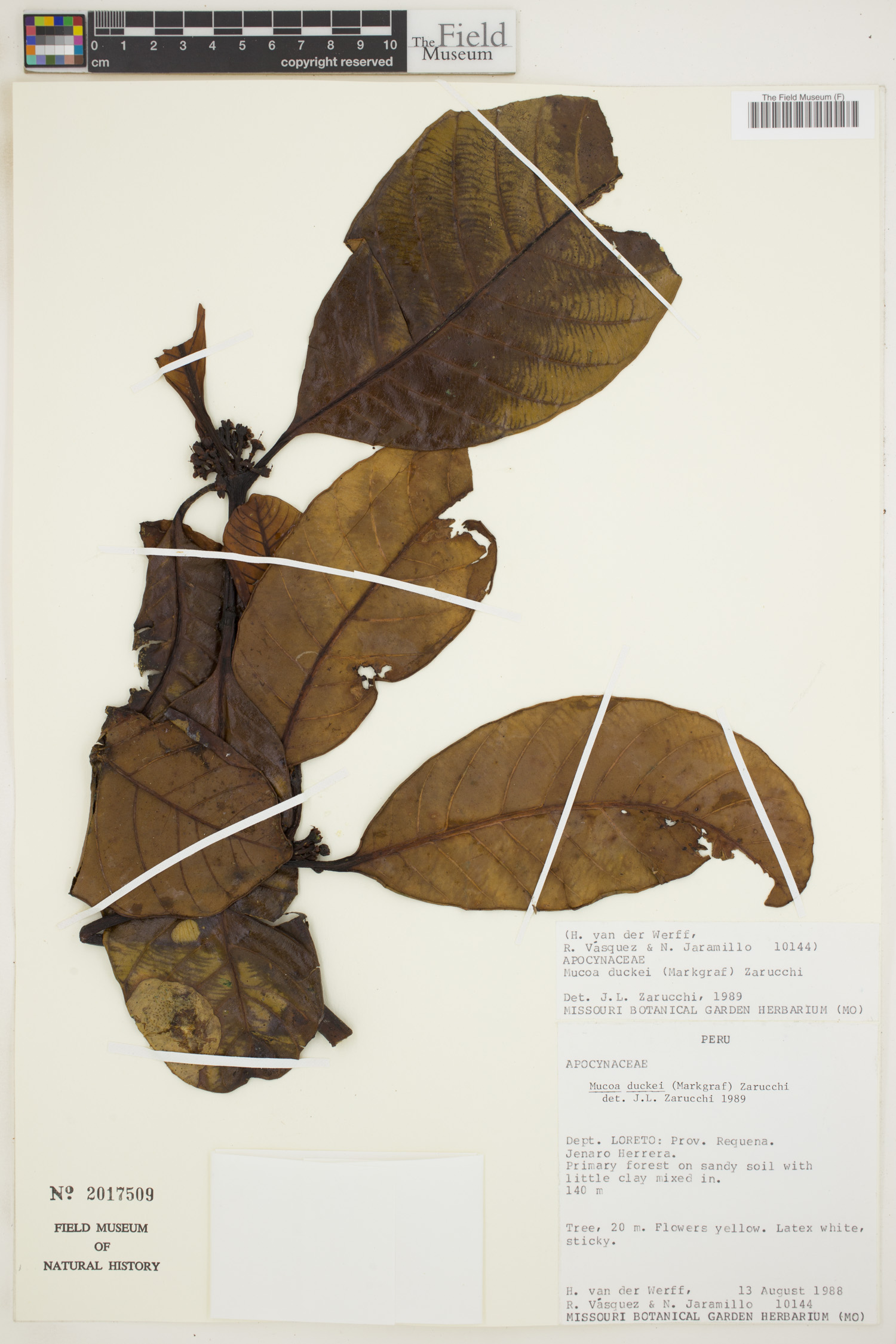 Mucoa duckei (Ducke mucoa) — photo
