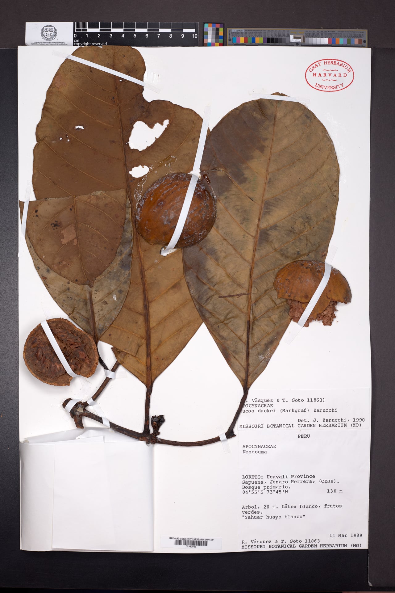 Mucoa duckei