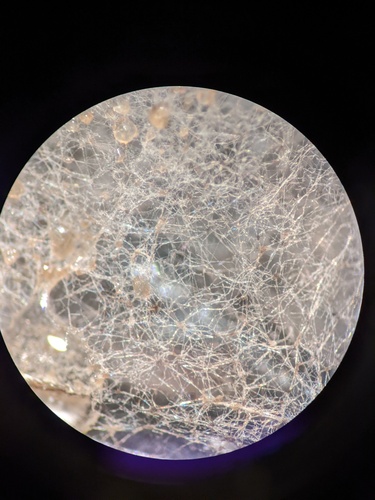 Mucor hiemalis