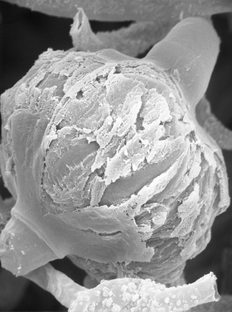 Mucor miehei (Rennet mould) — photo