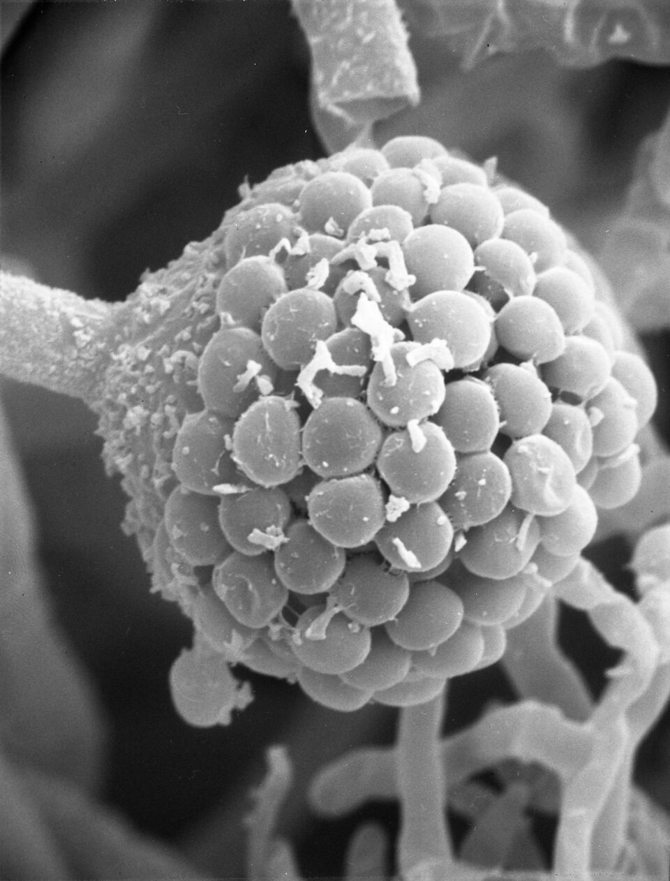 Mucor miehei