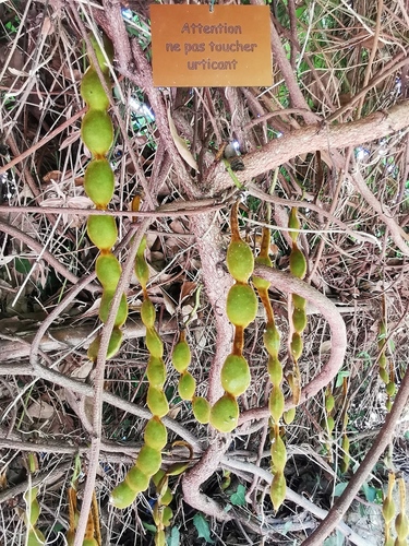Mucuna atropurpurea — photo