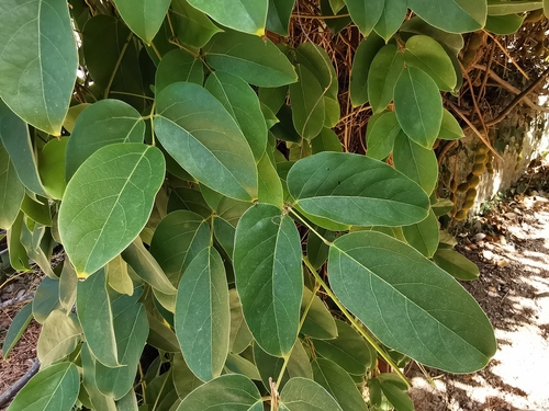Mucuna atropurpurea — photo