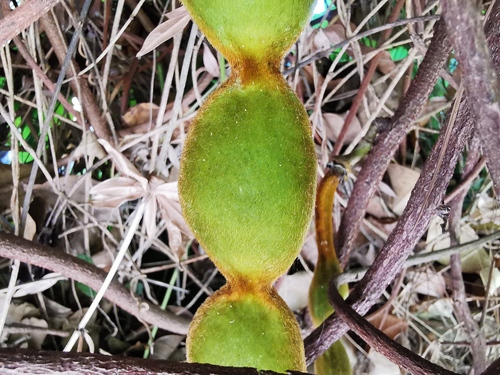 Mucuna atropurpurea