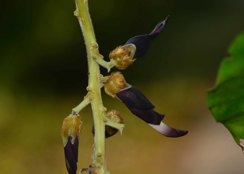 Mucuna bracteata — photo