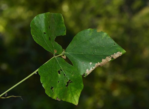 Mucuna bracteata — photo