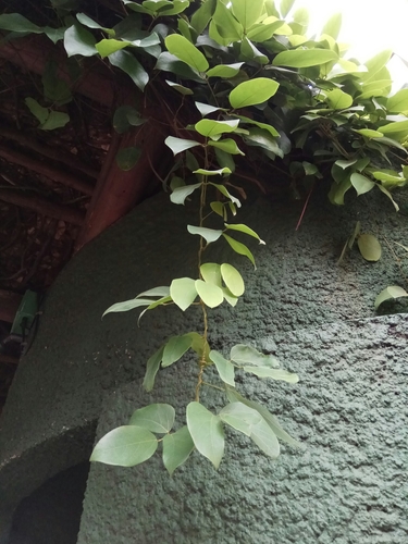 Mucuna championii — photo