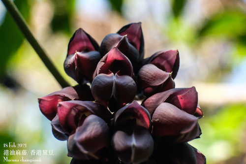 Mucuna championii