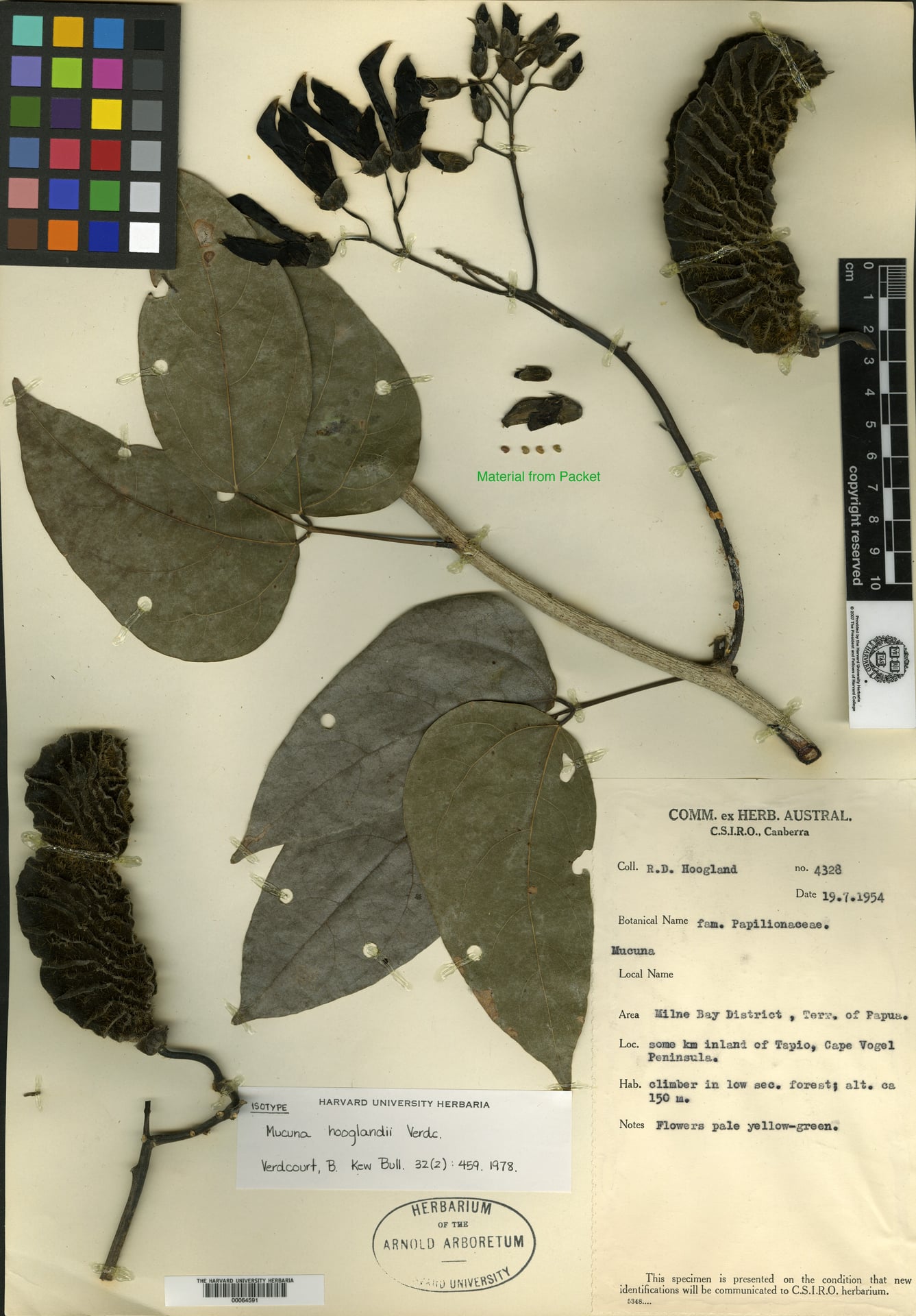 Mucuna hooglandii