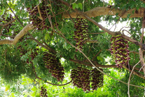 Mucuna macrocarpa (Large fruited mucuna) — photo