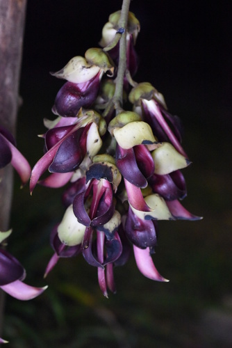 Mucuna macrocarpa (Large fruited mucuna) — photo