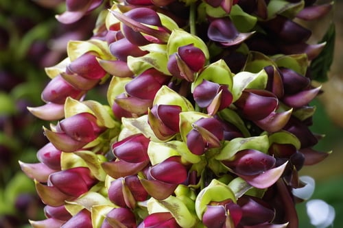 Mucuna macrocarpa
