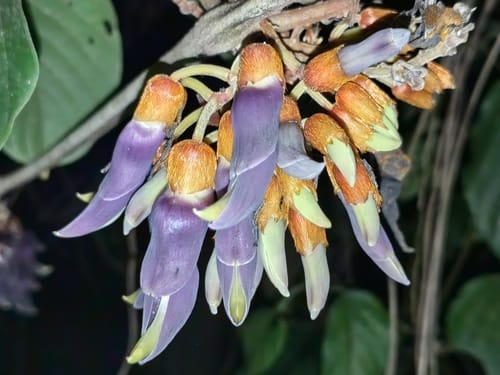 Mucuna monosperma (Negro bean) — photo