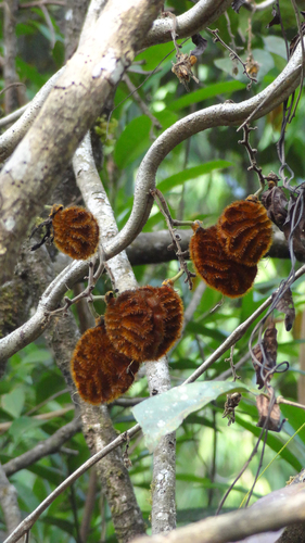 Mucuna monosperma