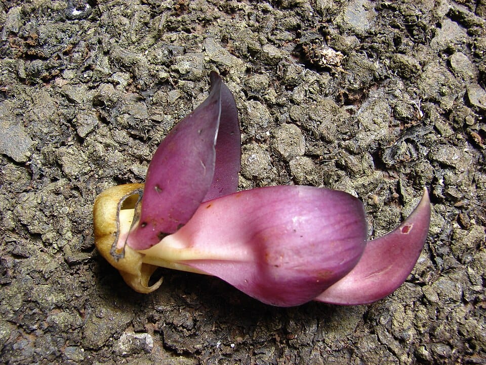 Mucuna nigricans — photo