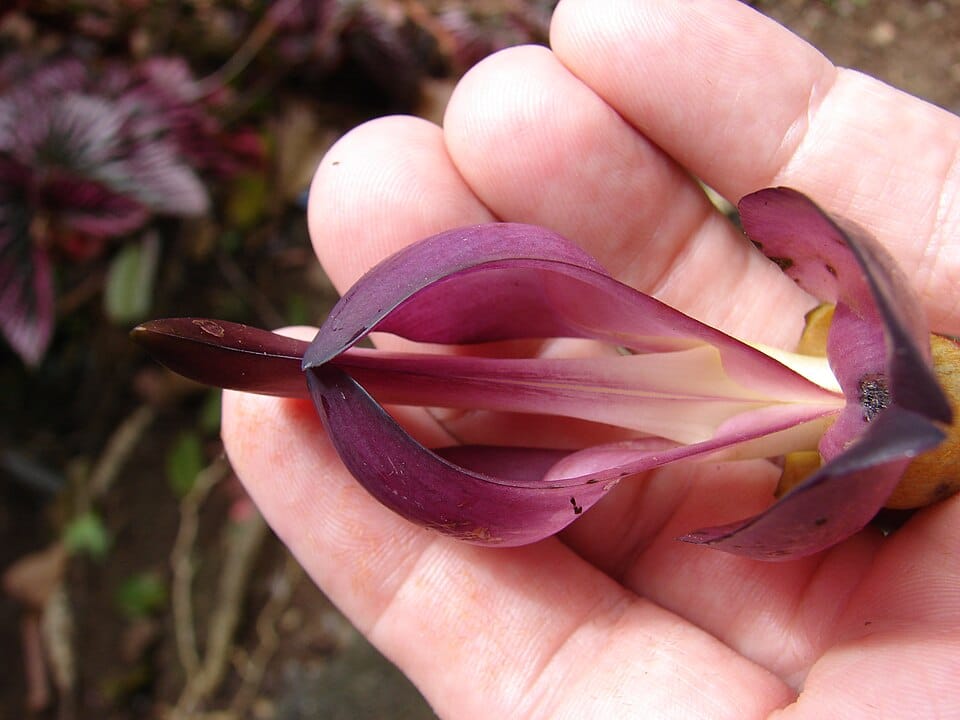 Mucuna nigricans — photo