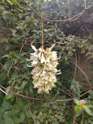 Mucuna poggei (Buffalo bean) — photo