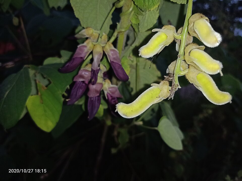 Mucuna prurita (Common cowitch) — photo
