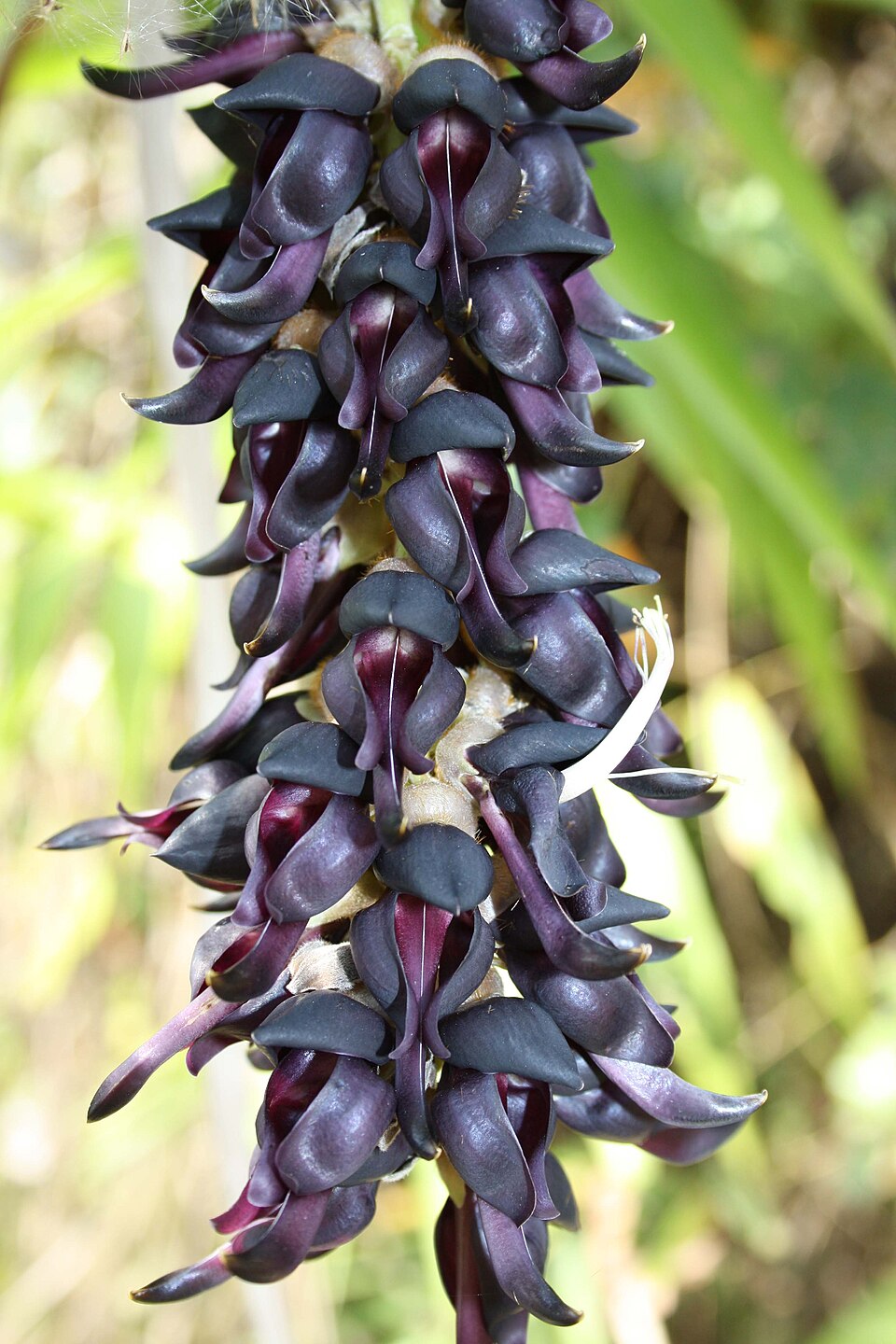 Mucuna prurita