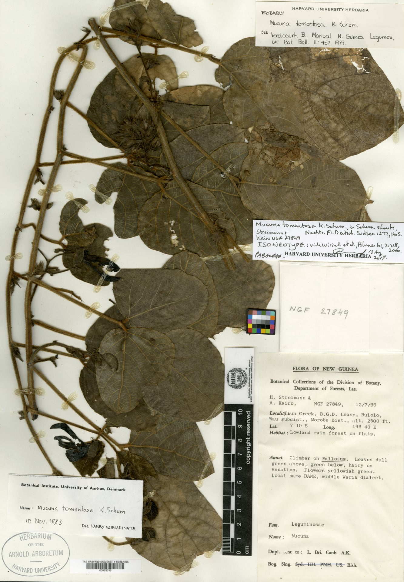 Mucuna tomentosa