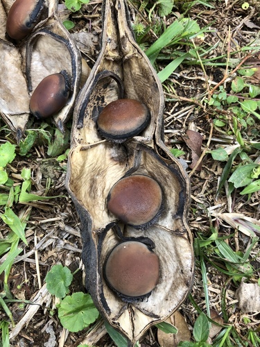 Mucuna urens (Horse-eye bean) — photo
