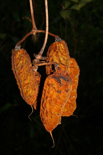 Mucuna urens (Horse-eye bean) — photo