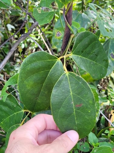 Mucuna urens