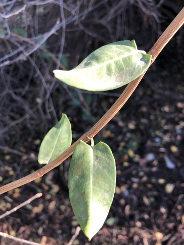 Muehlenbeckia hastulata (Quineo) — photo