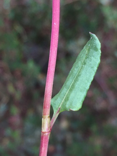 Muehlenbeckia hastulata (Quineo) — photo