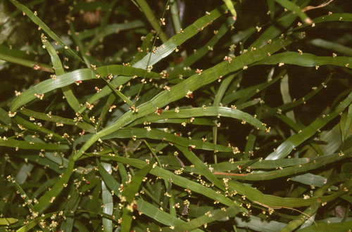 Muehlenbeckia platyclada (Ribbon-bush) — photo