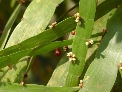 Muehlenbeckia platyclada