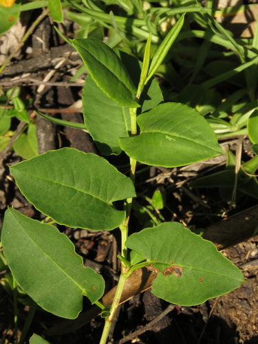 Muehlenbeckia tamnifolia (Molantina) — photo