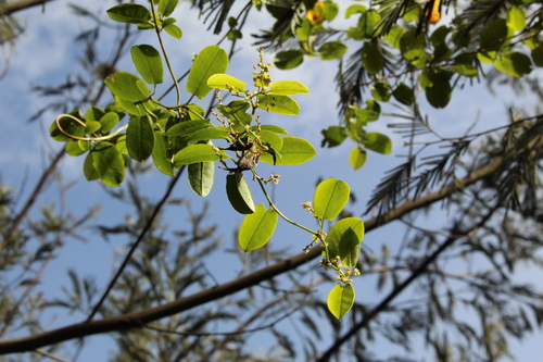 Muehlenbeckia tamnifolia (Molantina) — photo