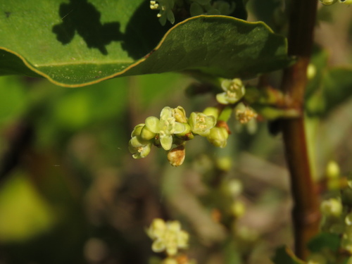 Muehlenbeckia tamnifolia