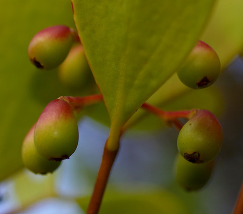 Muellerina celastroides — photo