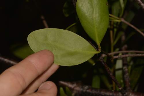 Muellerina celastroides — photo