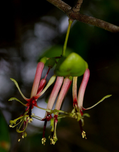 Muellerina celastroides
