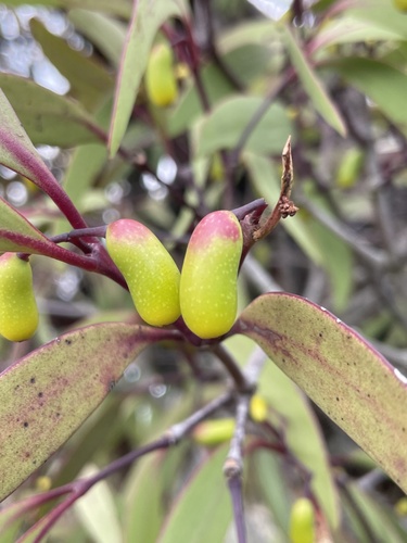 Muellerina eucalyptoides (A mistletoe) — photo