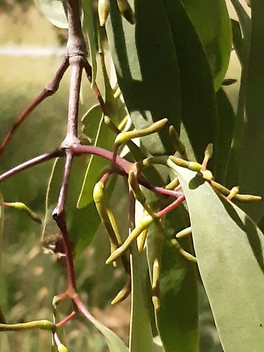 Muellerina eucalyptoides (A mistletoe) — photo