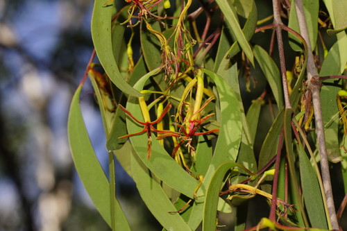 Muellerina eucalyptoides