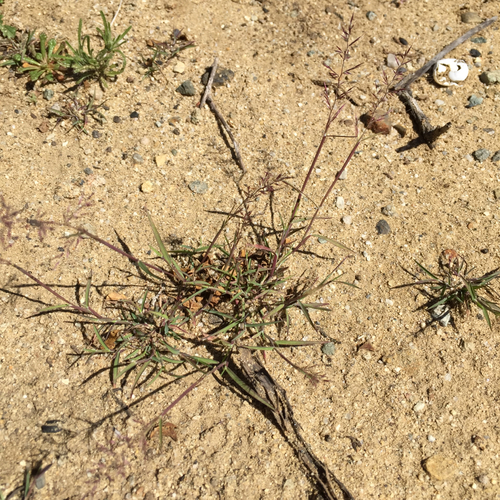 Muhlenbergia microsperma — photo